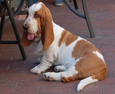 Basset hound