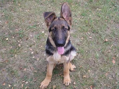 Prodám německého ovčáka- pejska s PP