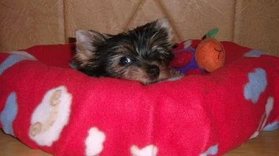 Jorkšírský teriér s PP