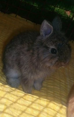 Prodám Zakrslé Králíčky