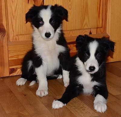 krásná štěnátka border ko,ie