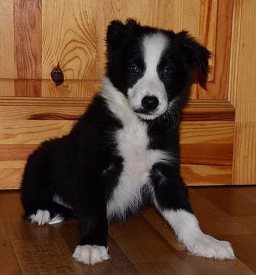 krásná štěnátka border ko,ie