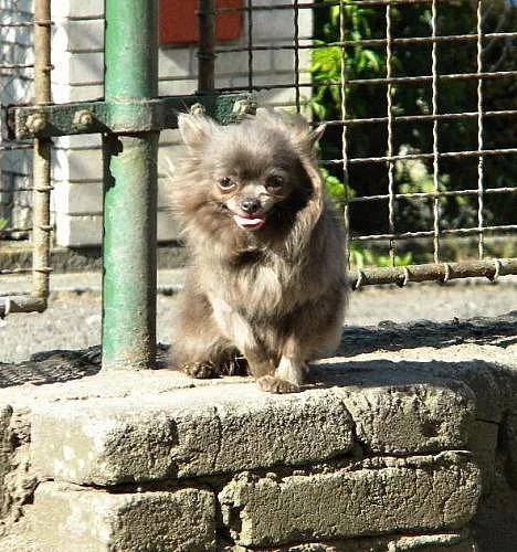 Čivava krytí