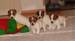 Jack Russel terier s PP