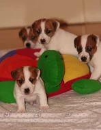 Jack Russel terier s PP
