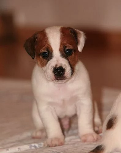 Jack Russel terier s PP