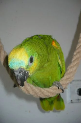 Ručně dokrmený amazoňan modročelý