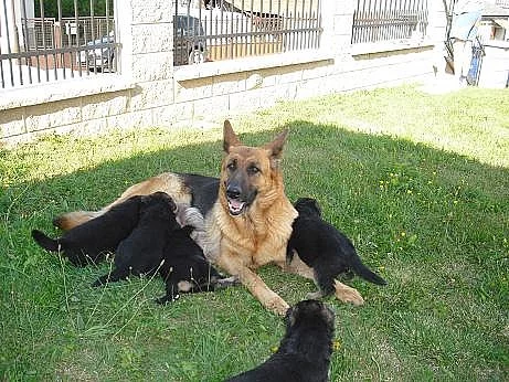 Prodám štěňata- poslední dvě krásné fenečky- Němec