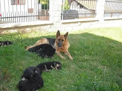 Prodám štěňata- poslední dvě krásné fenečky- Němec