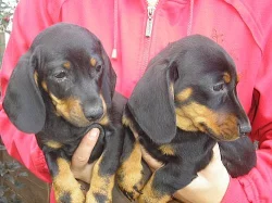 Jezevčík - prodám štěňata jezevčíka hladkosrstého