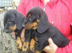 Jezevčík - prodám štěňata jezevčíka hladkosrstého