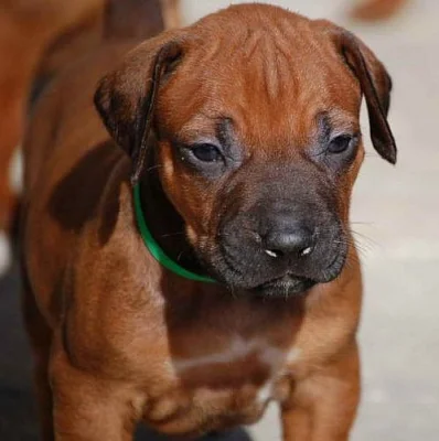 Rhodesian Ridgeback 
