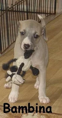 Vipet - whippet - malý anglický chrt