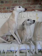 Vipet - whippet - malý anglický chrt