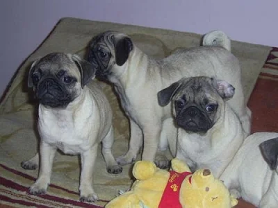Mops štěňátka