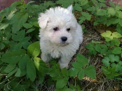 maltézáček mini-stenatka