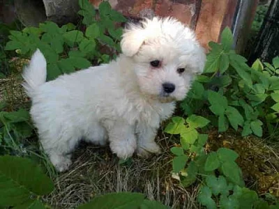 maltézáček mini-stenatka