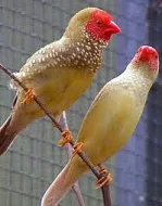 astrild rakosní-klec