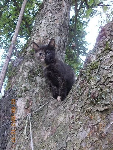 Kočička Želvička