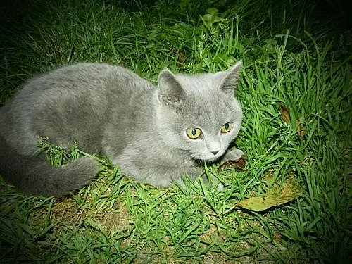 Poslední volná britská kočička
