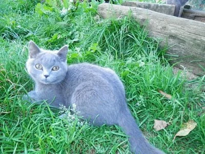 Poslední volná britská kočička