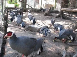 Prodám letošní odchov bažantů modrých ušatých,