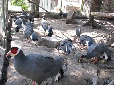 Prodám letošní odchov bažantů modrých ušatých,