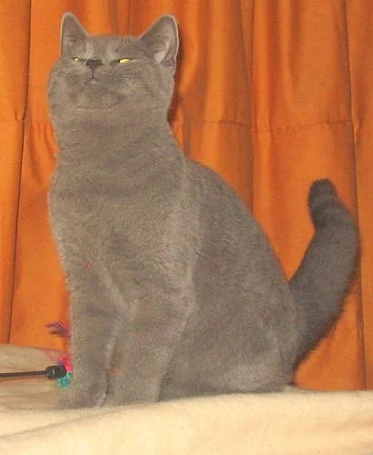 Britská vymazlená koťátka s P.P. ihned k odběru!