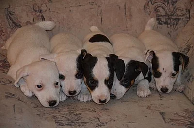 štěnátka jack russell terier