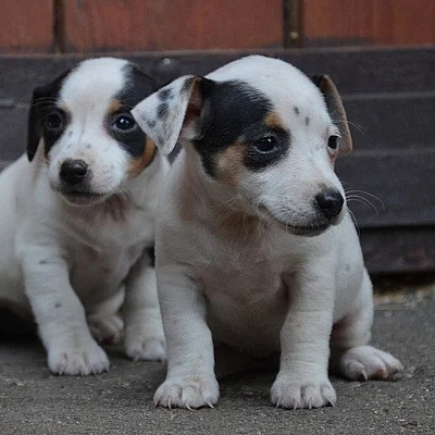štěnátka jack russell terier