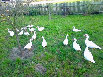 Kachny a kačery na chov- dospělé, bílé, pižmové