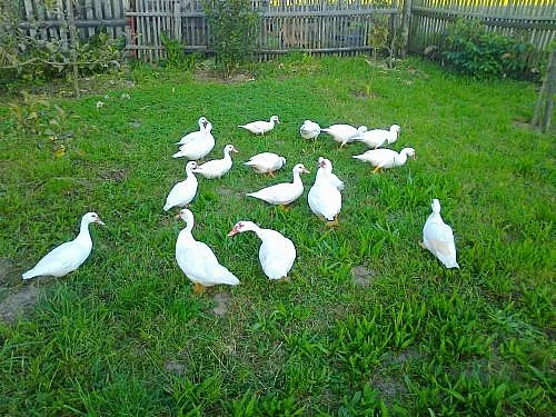 Kachny a kačery na chov- dospělé, bílé, pižmové