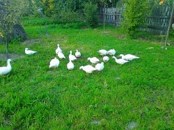 Kachny a kačery na chov- dospělé, bílé, pižmové