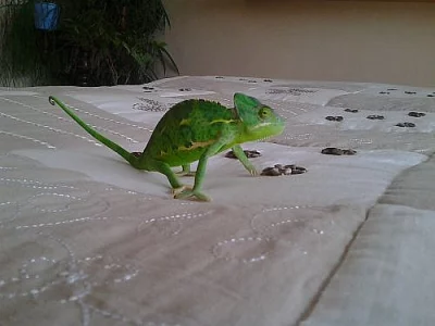 predám chameleóny jemenské