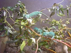 predám chameleóny jemenské