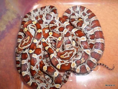 Elaphe guttata (Užovka červená)