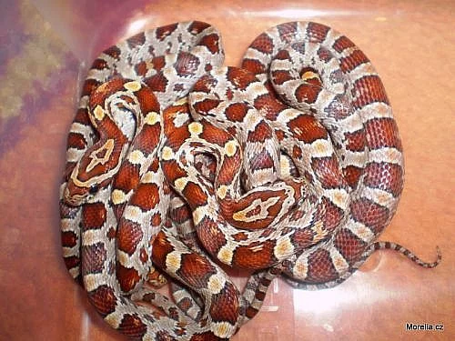 Elaphe guttata (Užovka červená)