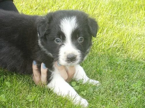 Border kolie štěňátka s pp