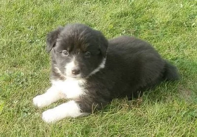 Border kolie štěňátka s pp