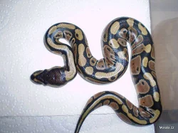 Python regius (Krajta královská)