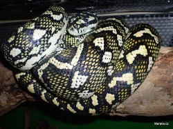 88% Diamond Jungle cross