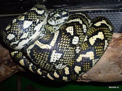 88% Diamond Jungle cross