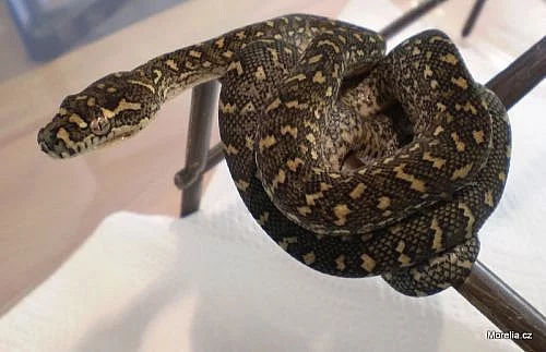 88% Diamond Jungle cross