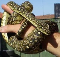 88% Diamond Jungle cross