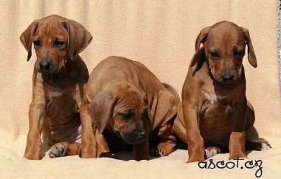 Rhodesian ridgeback