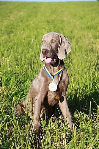 Výmarský  ohař krátkosrstý s PP