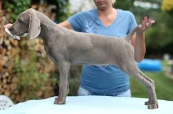 Výmarský  ohař krátkosrstý s PP