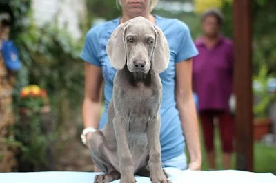 Výmarský  ohař krátkosrstý s PP