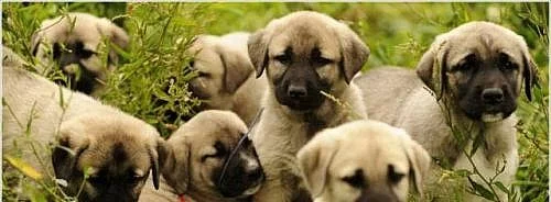 Štěňata Anatolský pastevecký pes,Karabash dog s PP