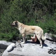 Štěňata Anatolský pastevecký pes,Karabash dog s PP